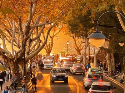 Golden autumn avenue lined with plane trees at West Lake Hangzhou in sunset glow Golden autumn avenue lined with plane trees at West Lake Hangzhou in sunset glow