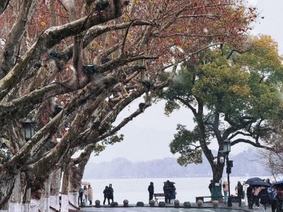 Winter scene at West Lake Hangzhou, plane trees and visitors by misty lake
