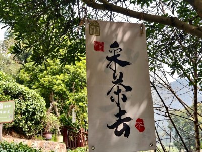 Hangzhou tea picking experience with family