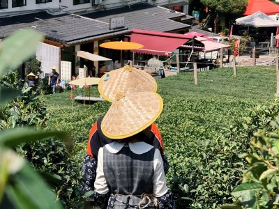Hangzhou local tea culture experience Hangzhou local tea culture experience