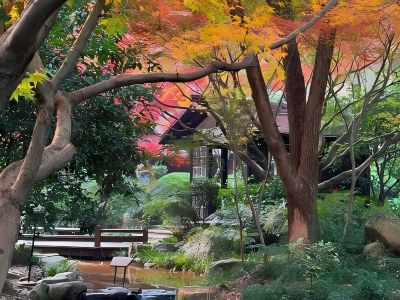 Autumn Maple Leaf Forest Scenery in Shuangfeng Hall of China Tea Museum