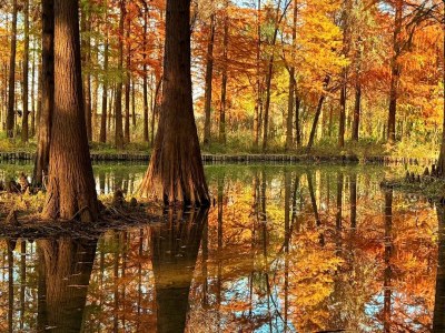 Xixi Wetland Autumn Red Shirt Forest Xixi Wetland Autumn Red Shirt Forest