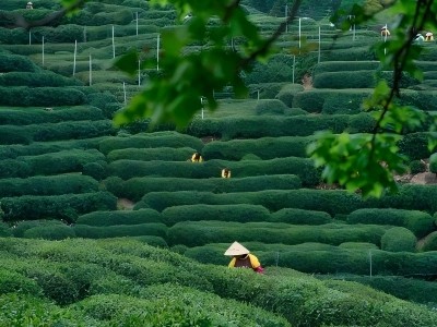 Farmers picking tea in layered green tea terraces