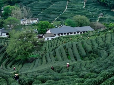Hillside tea terraces with farmhouses and tea pickers