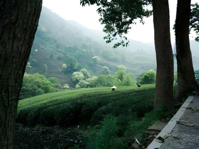 Framed view of farmers harvesting tea on Meijiawu mountain terraces