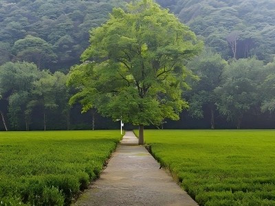 Tea fields with a single tree in Meijiawu tea village Tea fields with a single tree in Meijiawu tea village