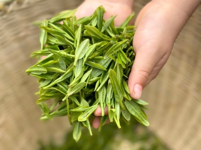 hangzhou tea picking experience.jpg