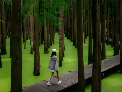 Visitor Walking Boardwalk in Qingshan Lake Water Forest