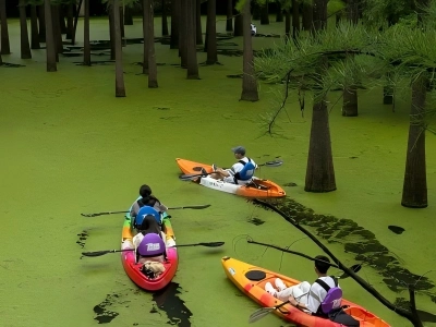 Tourists paddle colorful kayaks through duckweed-covered metasequoia wetland
