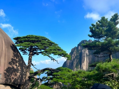 Guest-Greeting Pine Huangshan Sunny Day View