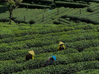 Longjing Tea Fields in Hangzhou with Tea Pickers Harvesting Green Tea