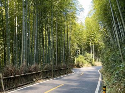 Moganshan Bamboo Forest Road Moganshan Bamboo Forest Road