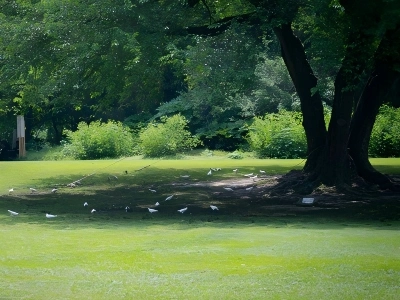 White Doves on Lawn at Shanghai Zoo