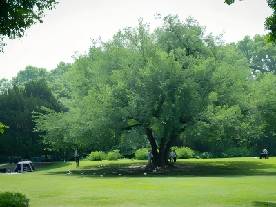 Giant Ancient Tree on Lawn in Shanghai Zoo