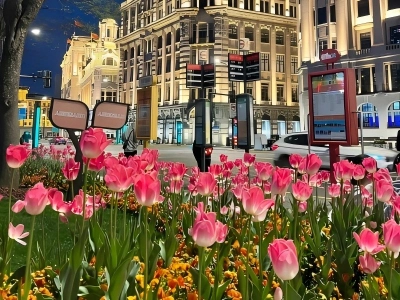 Spring Tulips along The Bund Street Spring Tulips along The Bund Street