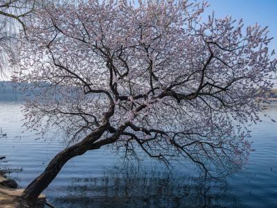 Peach Blossoms by Kunming Lake at the Summer Palace Beijing