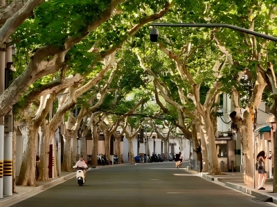 Wutong Tree Road in Shanghai Former French Concession