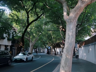 Wukang Road plane?tree street Shanghai