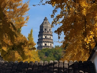 Huqiu Pagoda Suzhou framed by golden ginkgo autumn scenery