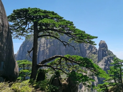 Huangshan Guest?Greeting Pine, iconic Huangshan pine tree Huangshan Guest?Greeting Pine, iconic Huangshan pine tree