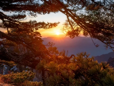 Huangshan sunrise framed by ancient pine branches Huangshan sunrise framed by ancient pine branches