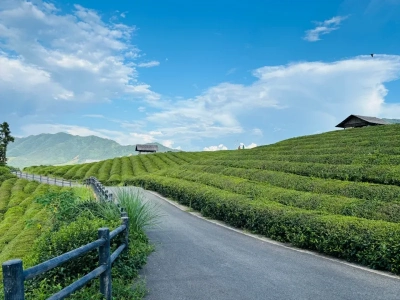 Green mountain tea plantation in Anhui countryside