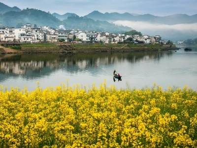 Spring rapeseed flowers by Xin'an River Huizhou village