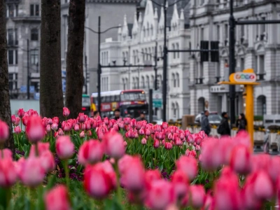 Shanghai Spring Tulip Flowers