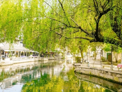 Tongli Ancient Town Spring Canal Willow