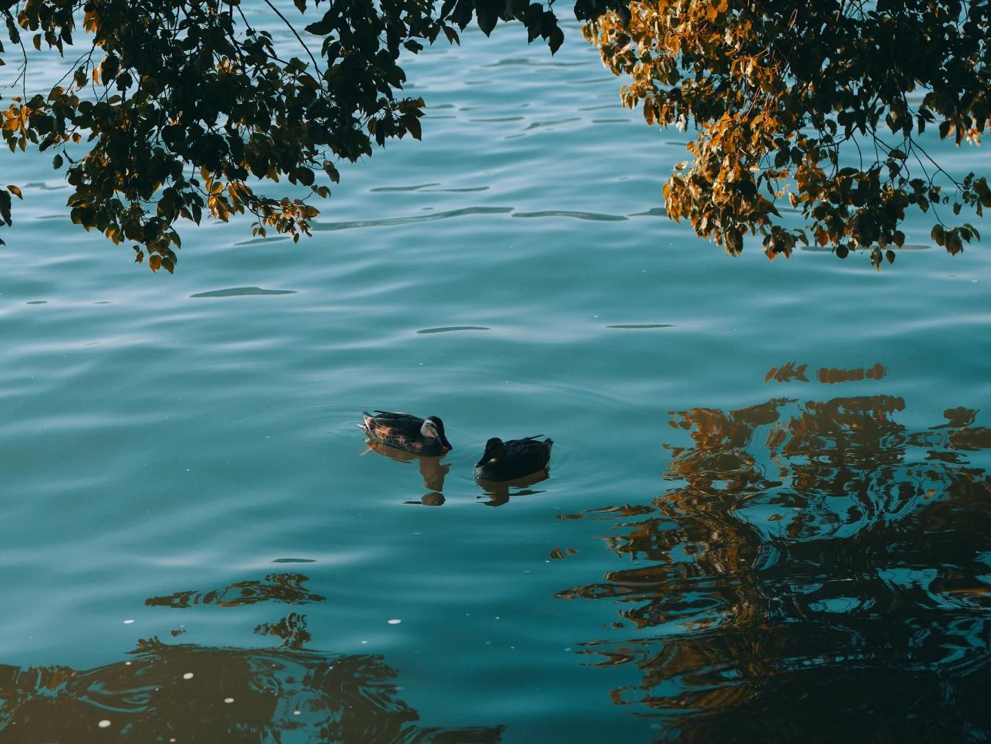Calm waters and reflections at West Lake in Hangzhou