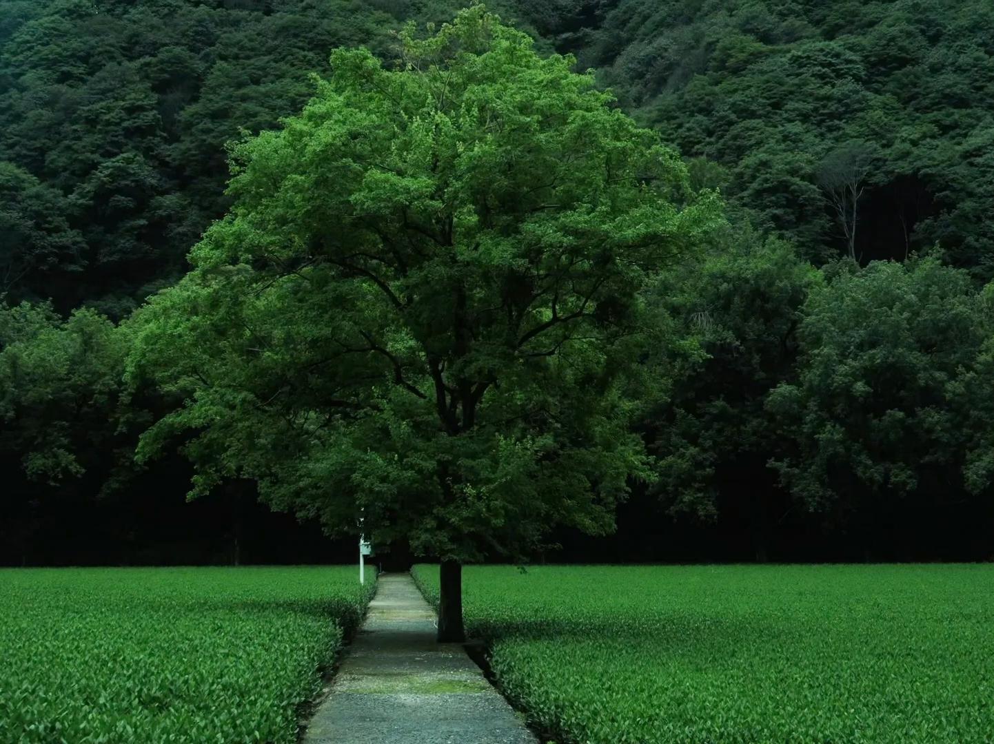 Longjing Tea Village Green Tea Fields Hangzhou