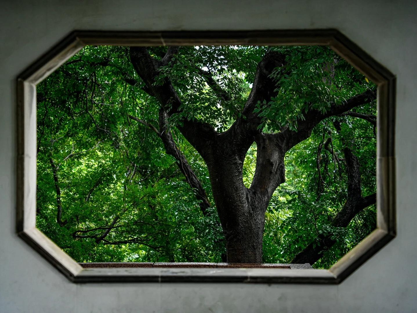 Suzhou Classical Garden Window View with Traditional Landscape Design