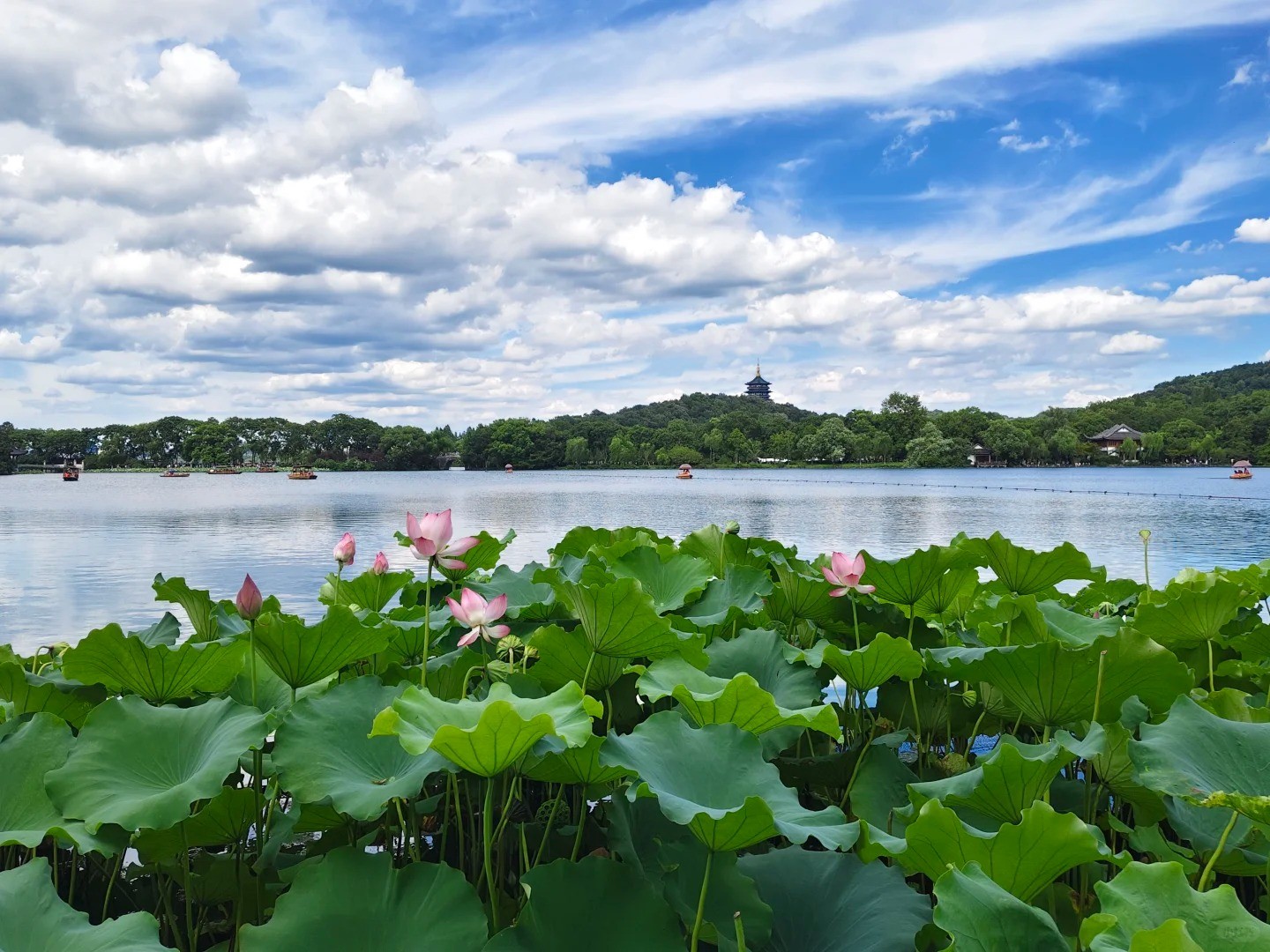 Hangzhou West Lake Lotus Flowers and Leifeng Pagoda Scenic View Hangzhou West Lake Lotus Flowers and Leifeng Pagoda Scenic View