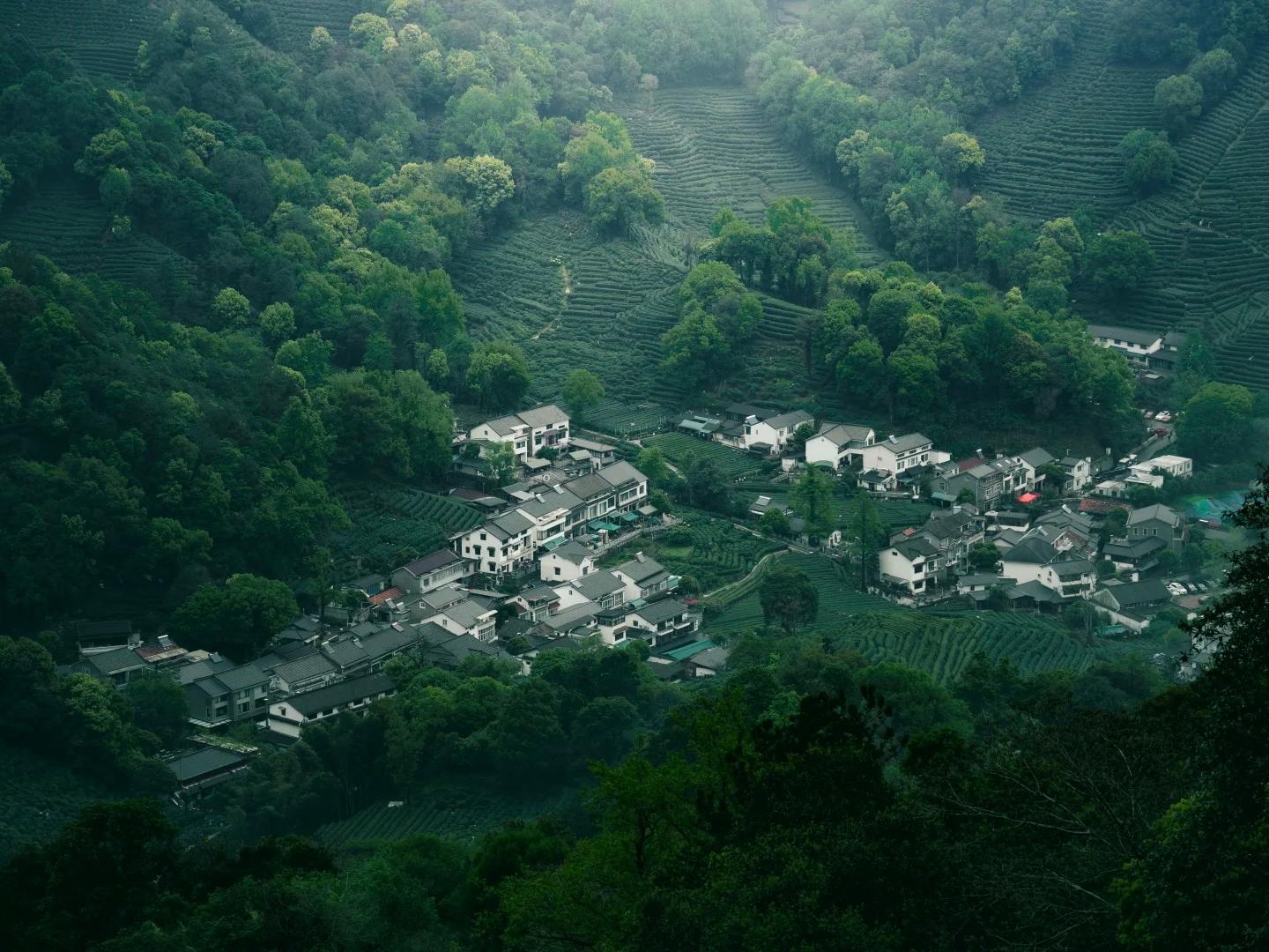 Longjing Tea Village Scenic View with Tea Plantations in Hangzhou