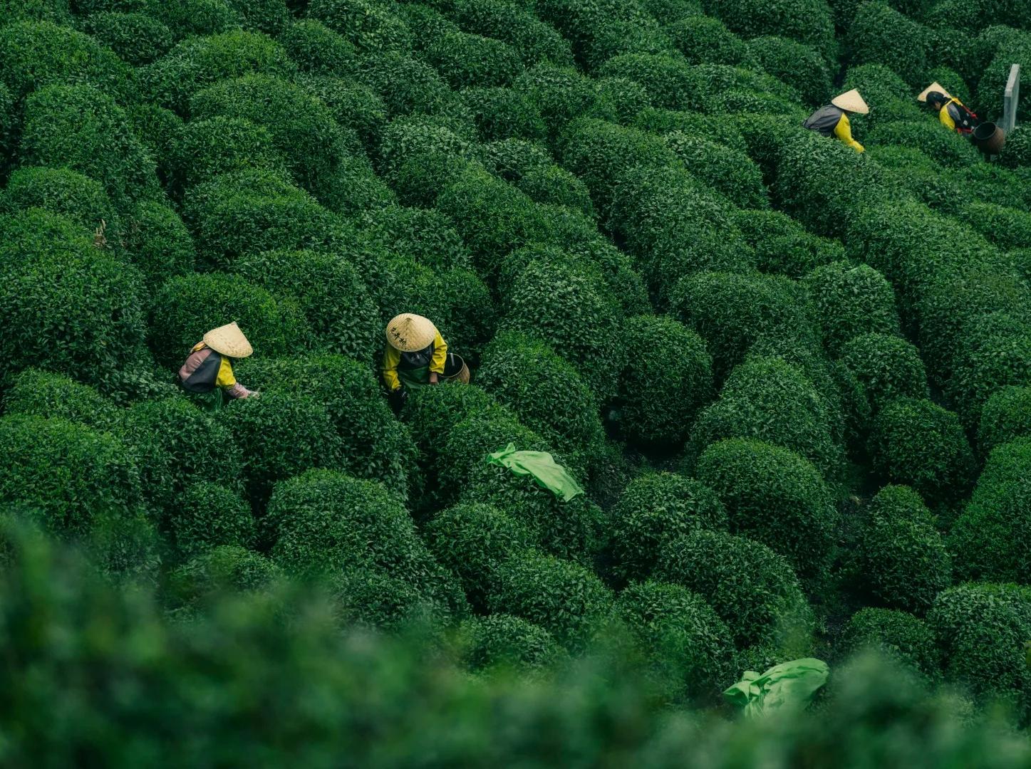 Longjing Tea Village Tea Picking Experience in Hangzhou Longjing Tea Village Tea Picking Experience in Hangzhou