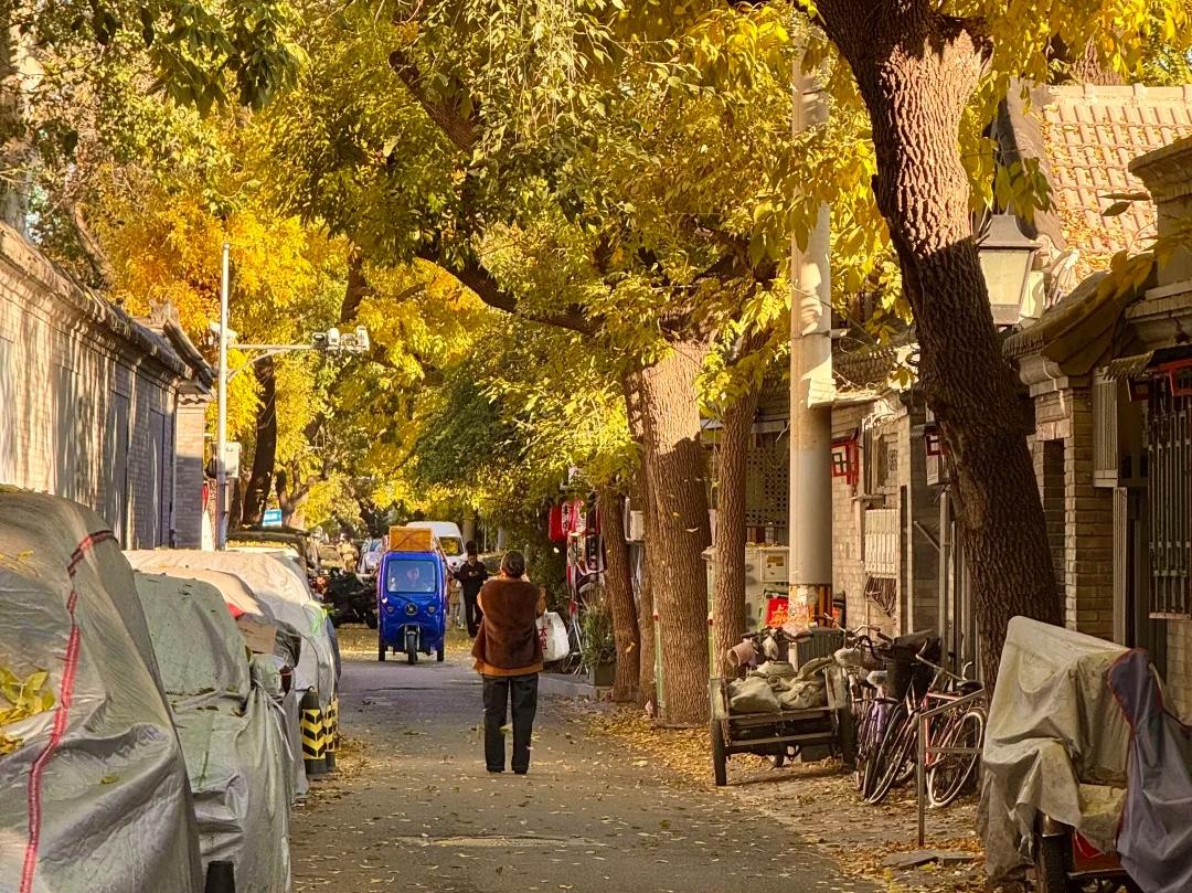 Beijing's hutongs are dyed golden by the leaves in autumn. Beijing's hutongs are dyed golden by the leaves in autumn.