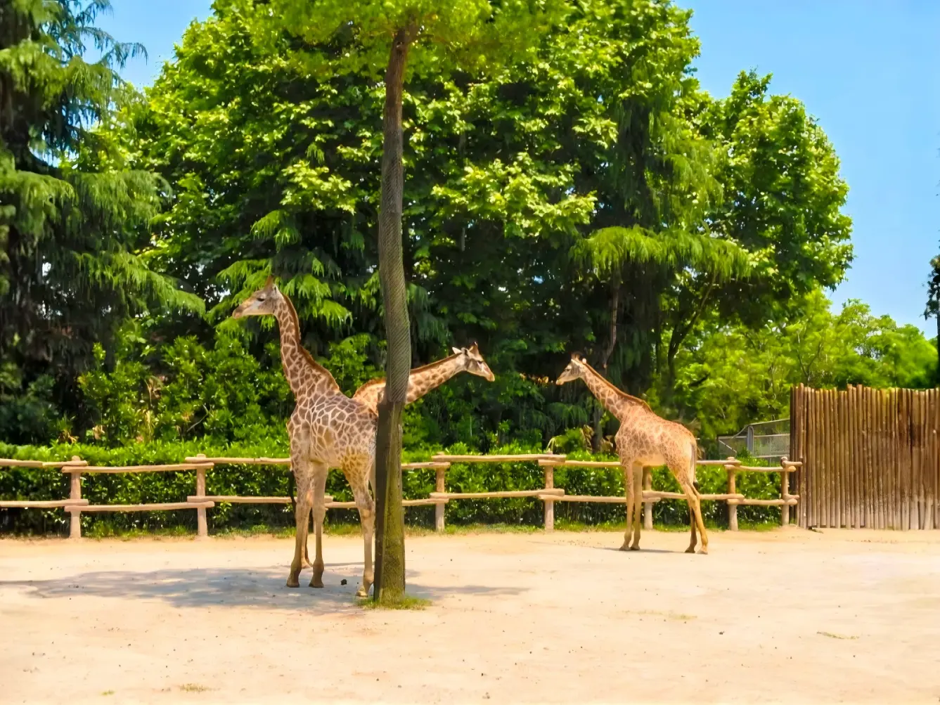 Giraffes at Shanghai Wild Animal Park