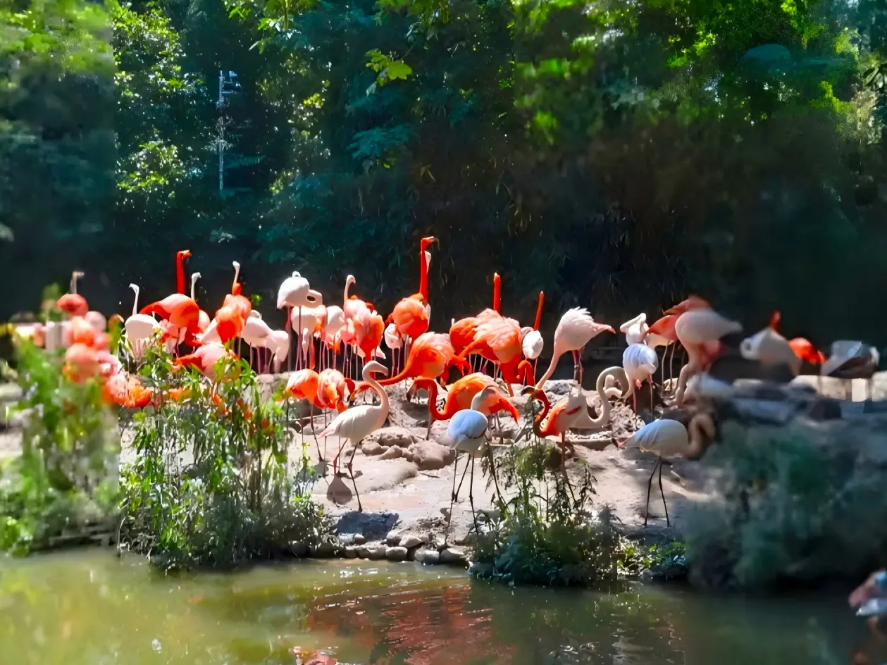 Flamingo Flock at Zoo Pond