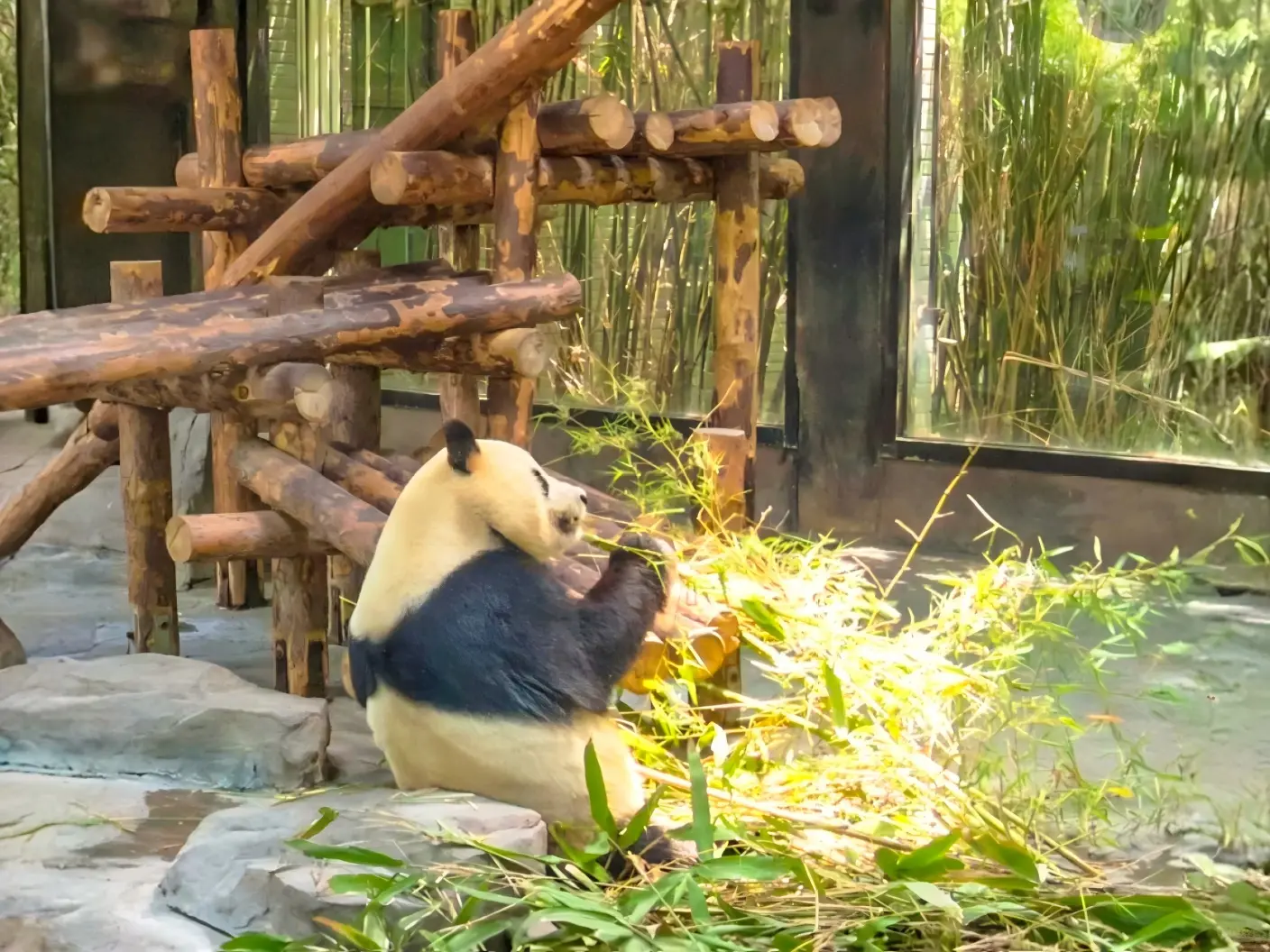 Giant Panda Eating Bamboo