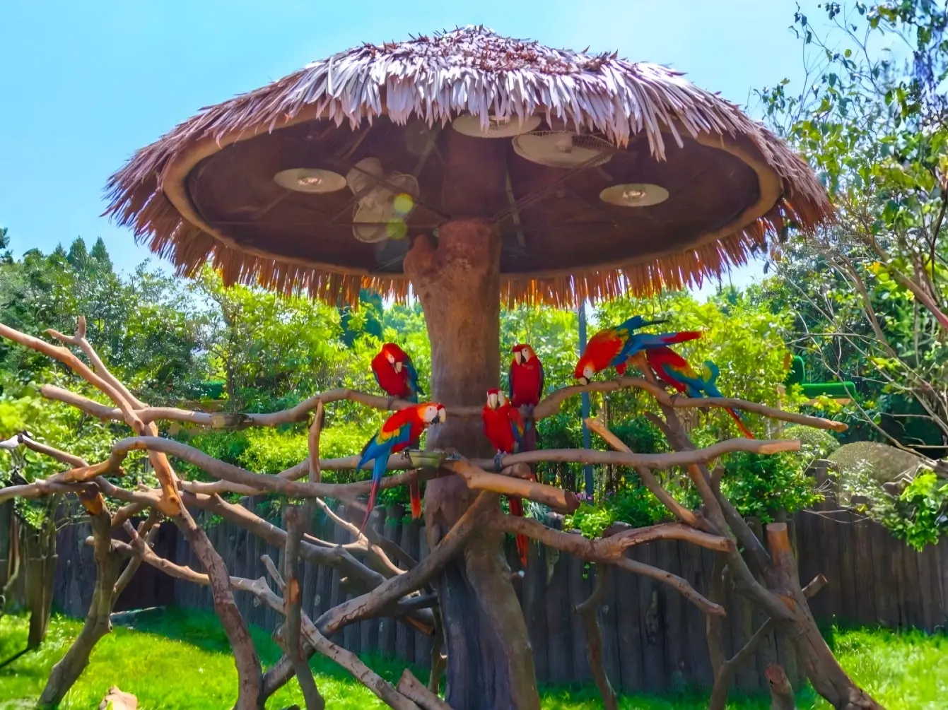 Colorful Macaw Parrots in Zoo