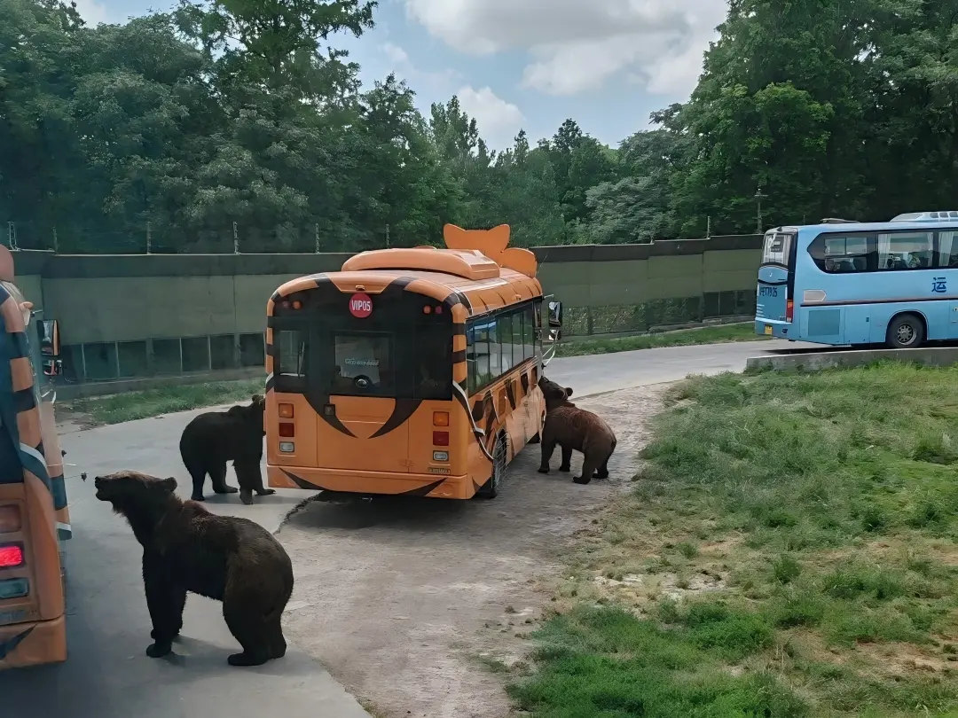 Safari Bus and Brown Bears at Zoo