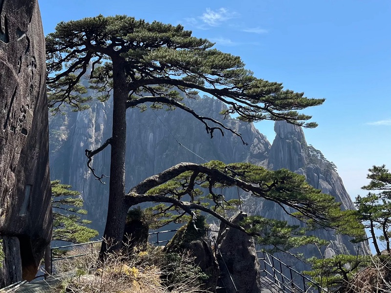 Huangshan Yingke Guest?Greeting Pine Huangshan Yingke Guest?Greeting Pine