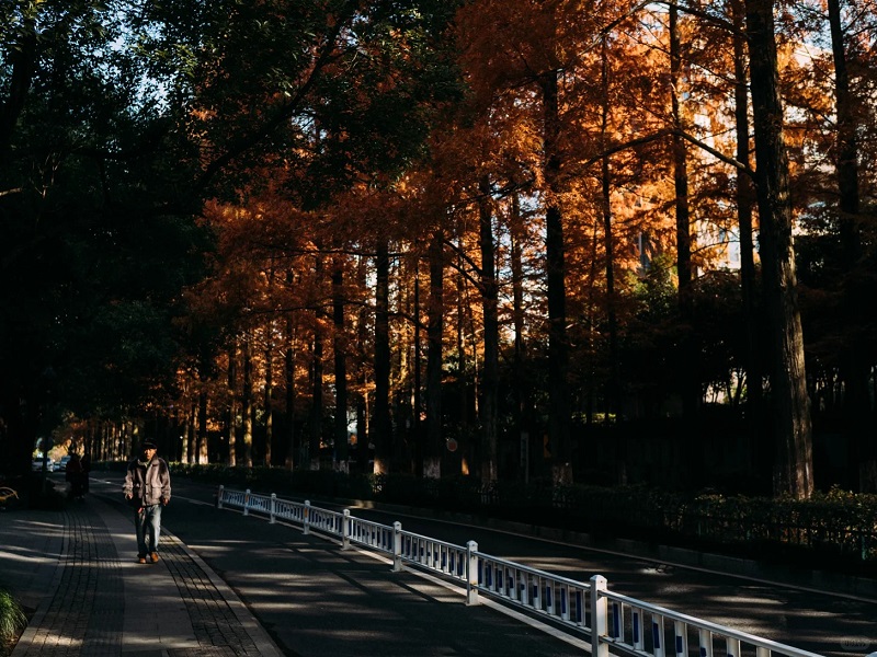 Fall Scenery on Yangmeishan Road Hangzhou Fall Scenery on Yangmeishan Road Hangzhou