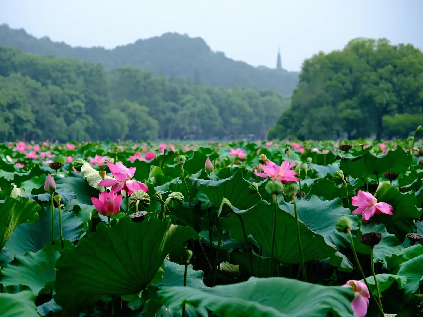 Summer Lotus Flowers at West Lake with Baochu Pagoda Summer Lotus Flowers at West Lake with Baochu Pagoda