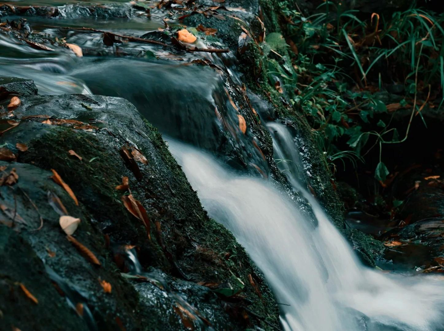 A clear mountain stream flows gently over moss-covered rocks through the lush forest. A clear mountain stream flows gently over moss-covered rocks through the lush forest.