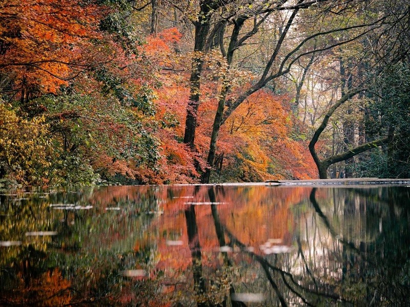 Colorful autumn maple forest reflected on tranquil water at Hangzhou Nine?Creeks Colorful autumn maple forest reflected on tranquil water at Hangzhou Nine?Creeks