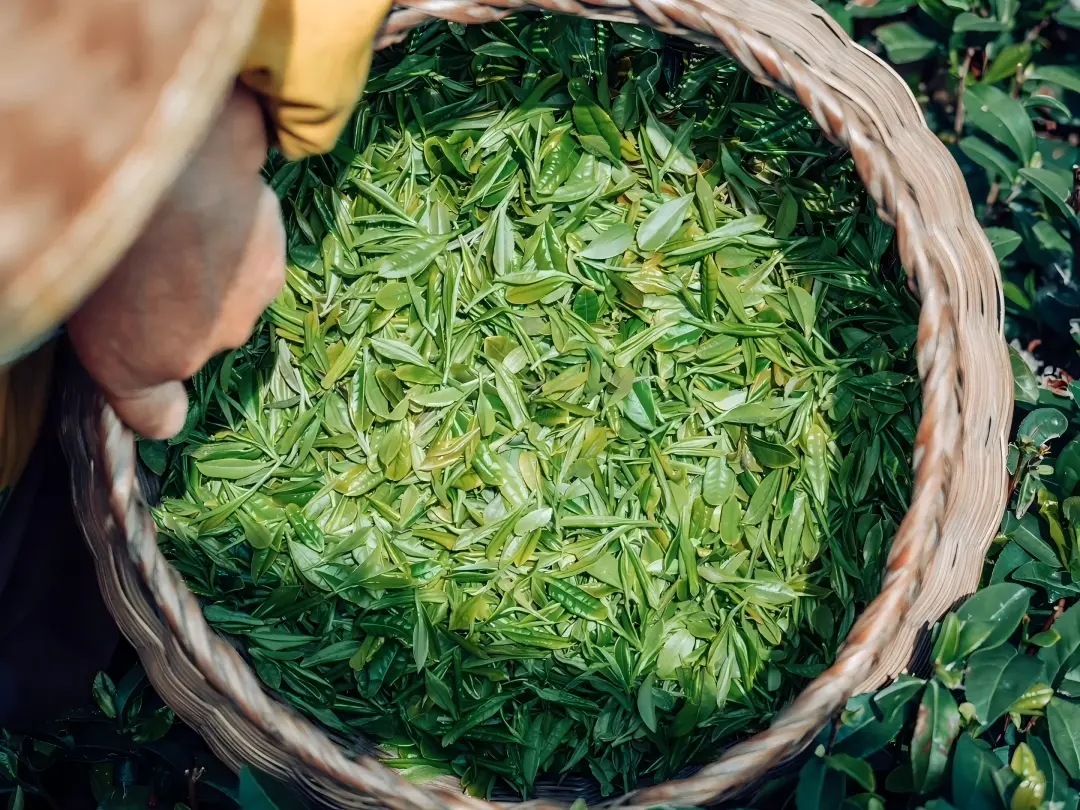 Freshly Picked Longjing Tea Leaves in Basket