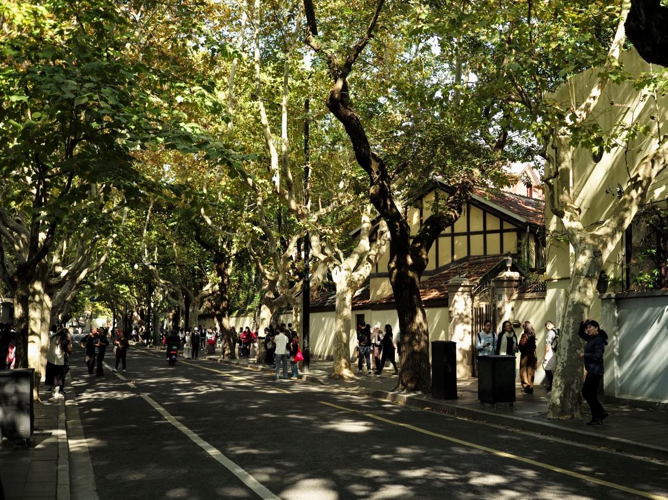 Plane?Tree?Lined Historic Street, Shanghai Former French Concession Plane?Tree?Lined Historic Street, Shanghai Former French Concession