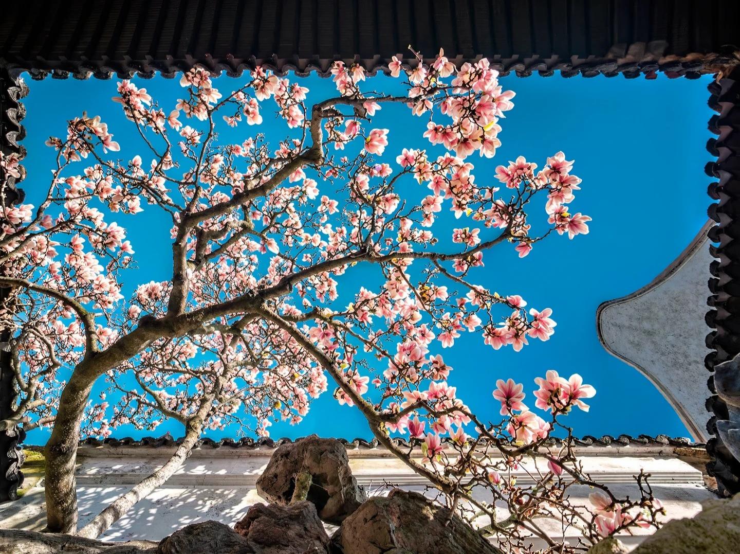 Pink magnolia blossoms with classical Suzhou garden roof frame