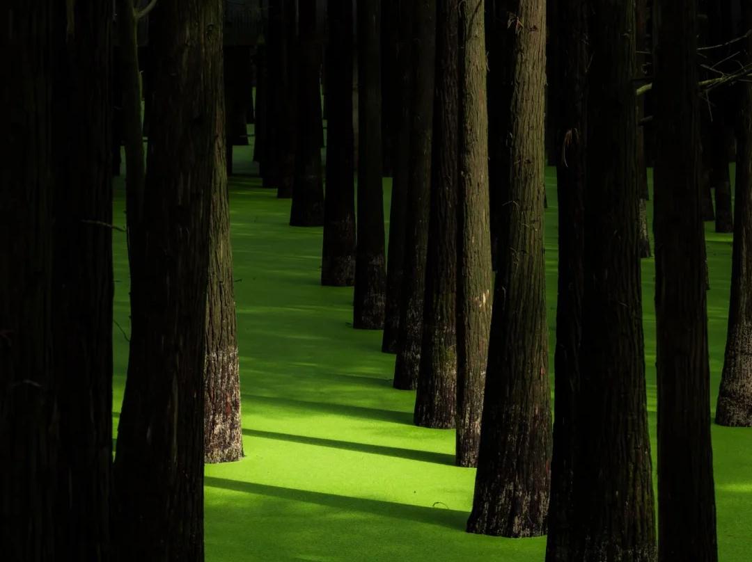 Dawn redwood trees in Qingshan Lake water forest